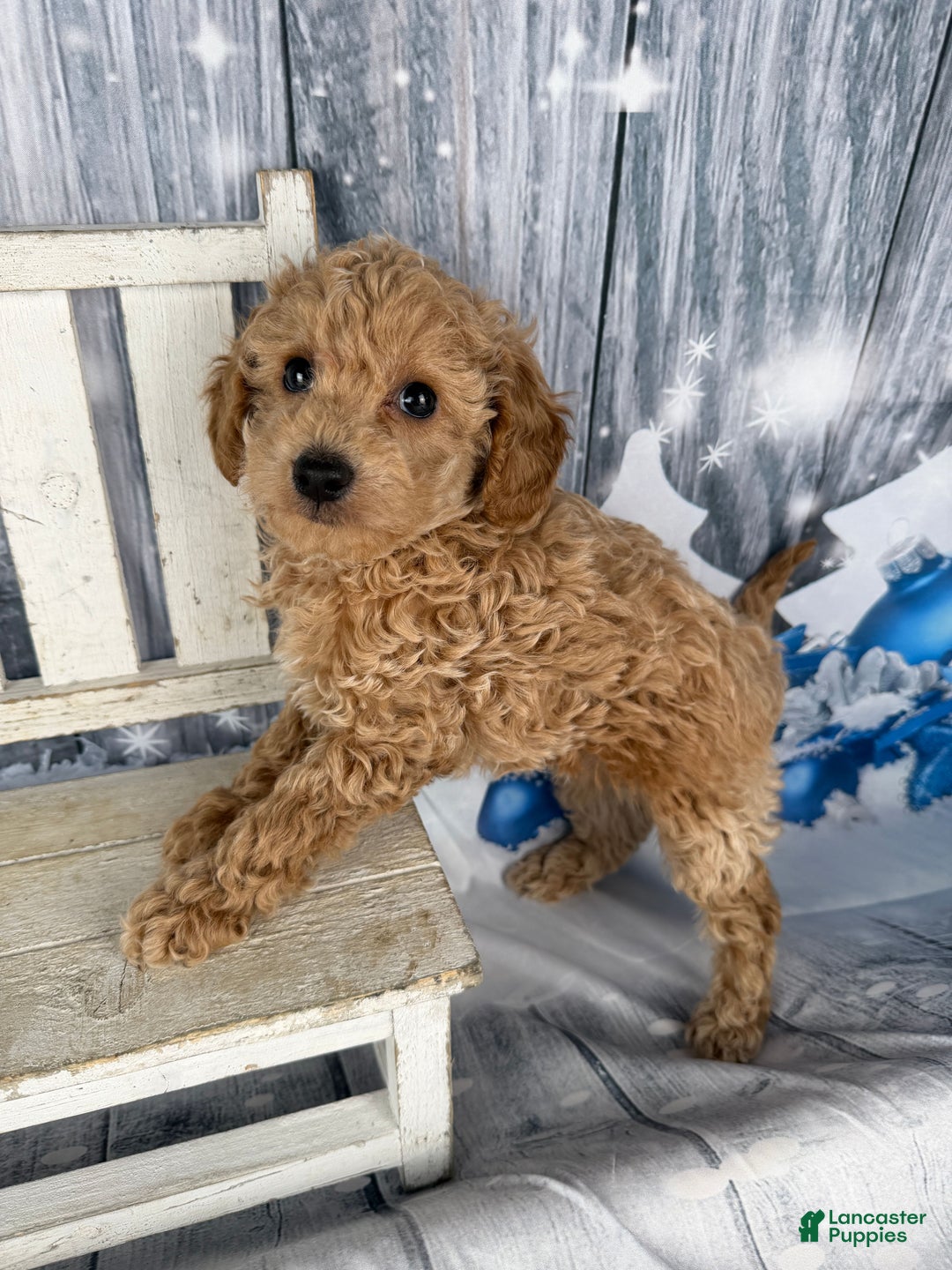 Cavapoo dogs for sale: Willow - Ad 10