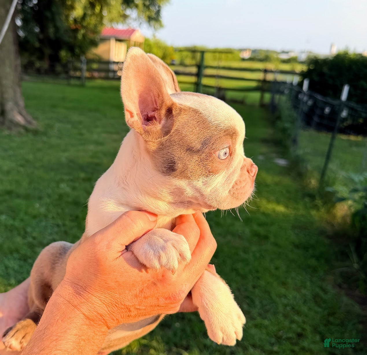 Boston Terrier dogs AKC little girl Evie - Ad 1