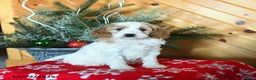 Mini Goldendoodle dogs for sale: Sierra - Ad 1
