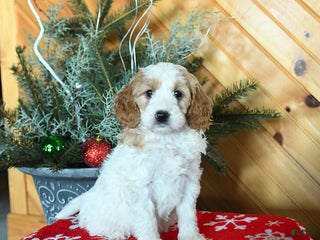 Mini Goldendoodle dogs Sierra - Ad 29