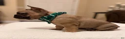 French Bulldog dogs for sale: 2 - Fawn Sable - Ad 3