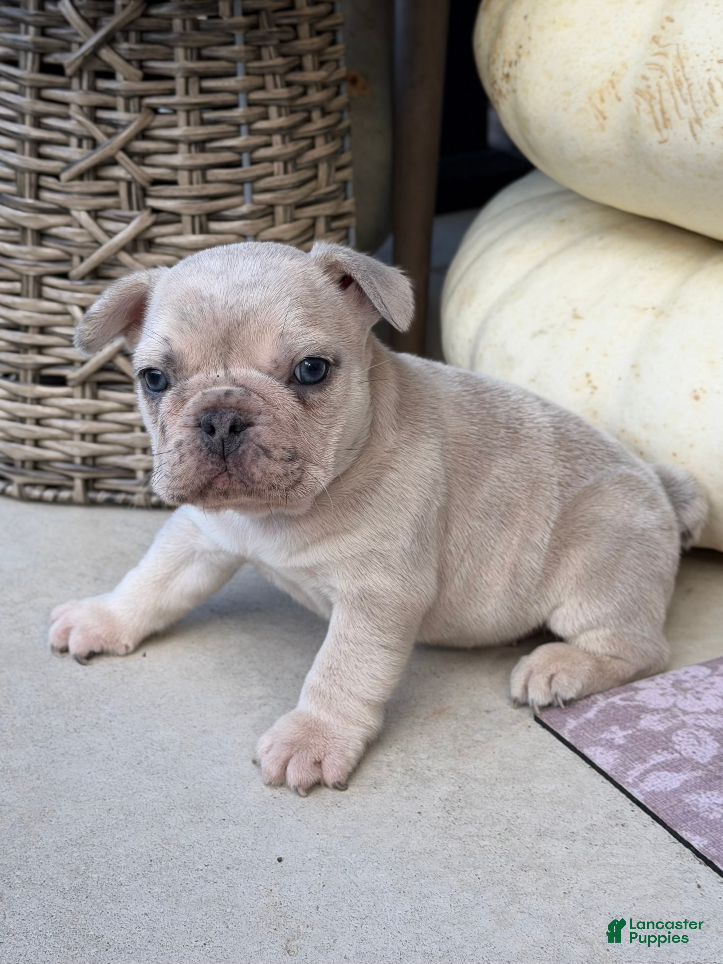 French Bulldog dogs French Bulldog 1 - Ad 2