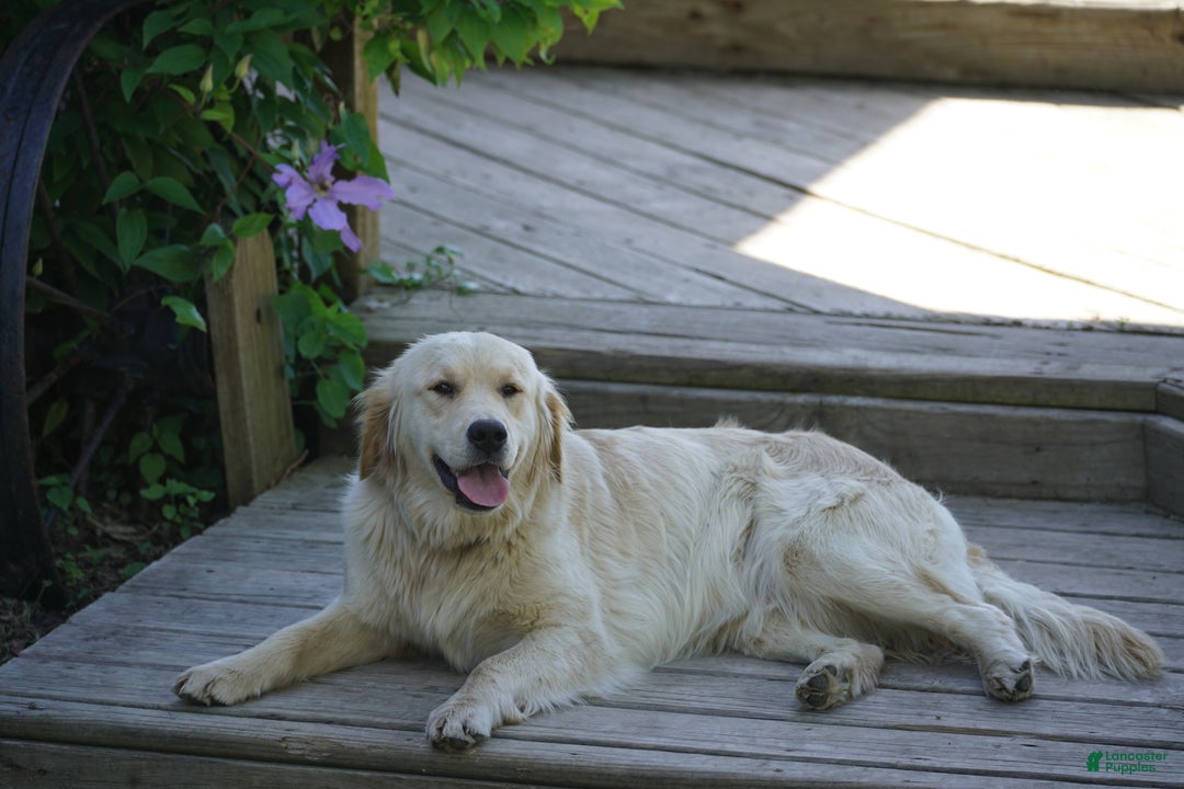 Golden Retriever dogs for sale: Golden Retriever Puppy 3 - Ad 2
