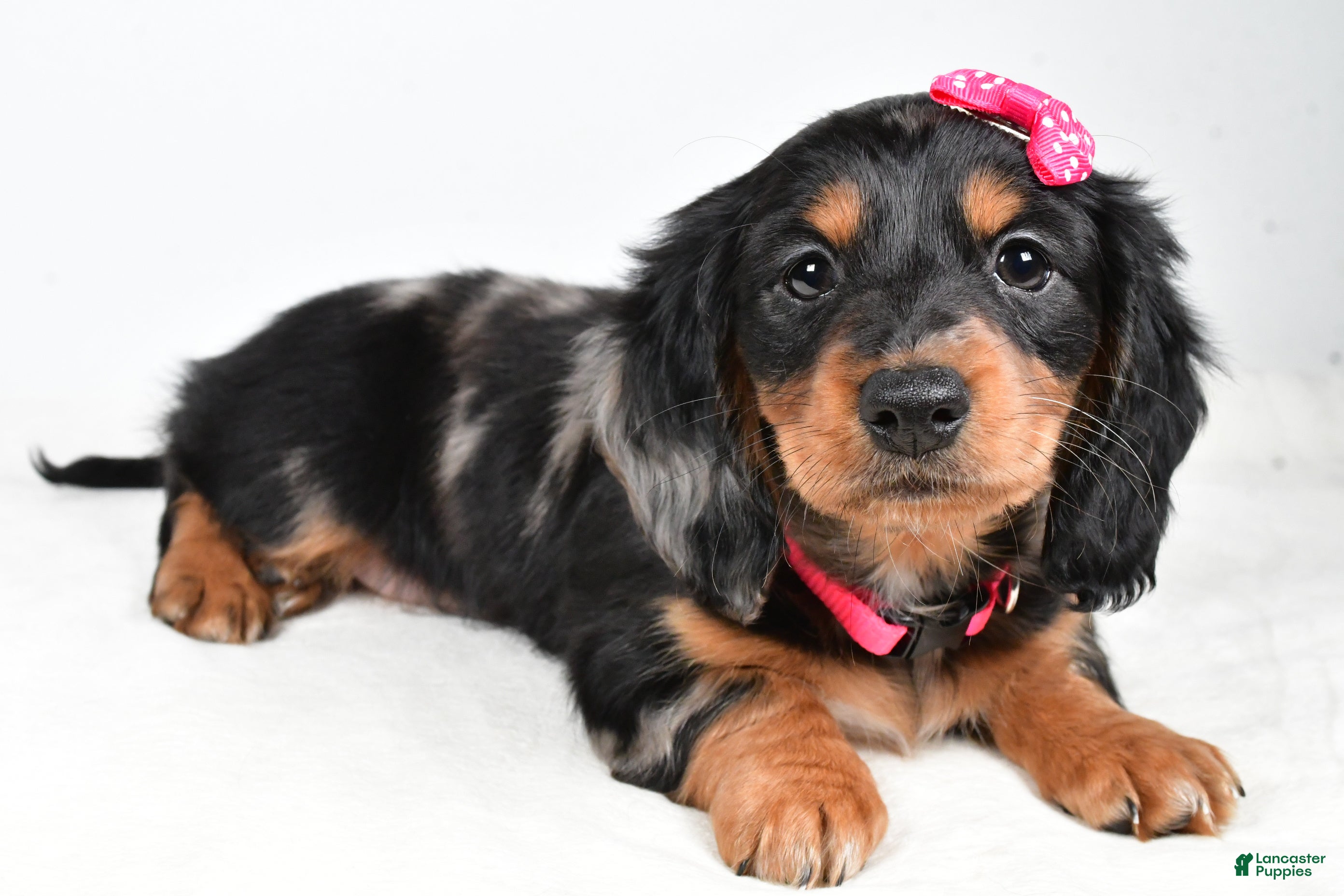 Miniature Dachshund dogs Karma - Ad 38