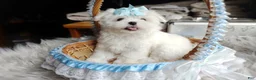 Maltese dogs for sale: Korean Teddybear Polar - Ad 7