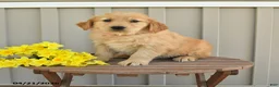 Golden Retriever dogs for sale: Nala - Ad 1