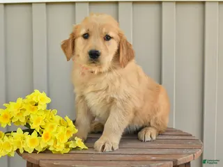 Golden Retriever dogs for sale: Nala - Ad 2