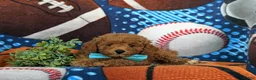 Toy Poodle dogs for sale: Corbett 7 lbs Full Grown - Ad 6