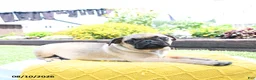 Pug dogs for sale: Conner - Ad 5