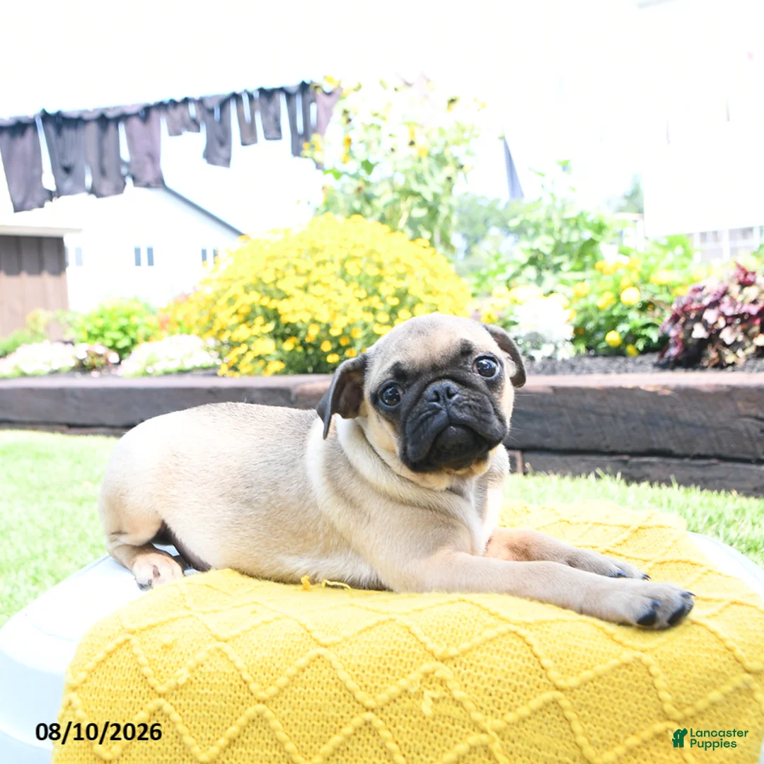 Pug dogs for sale: Conner - Ad 5