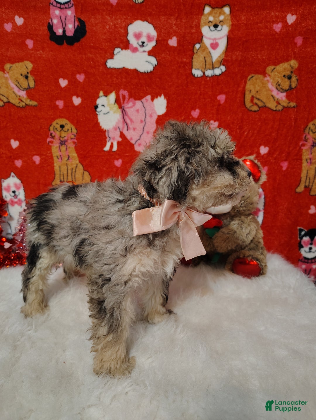 Mini Bernedoodle dogs for sale: Maggie - Ad 8