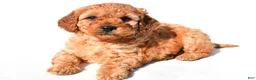 Mini Goldendoodle dogs for sale: Lily - Ad 9