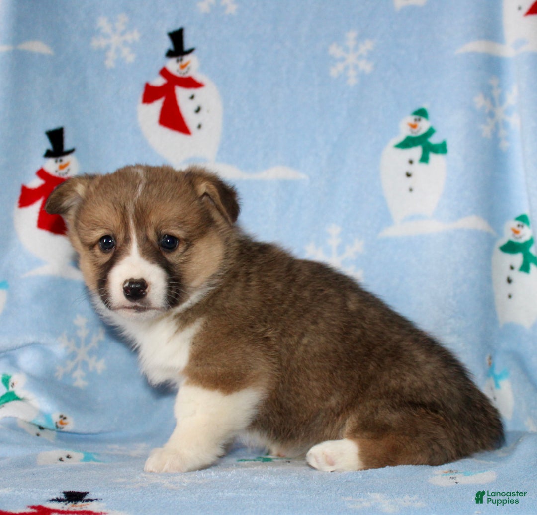 Welsh Corgi Pembroke dogs for sale: Moe - Ad 5