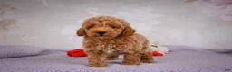 Miniature Poodle dogs for sale: Leo - Ad 8