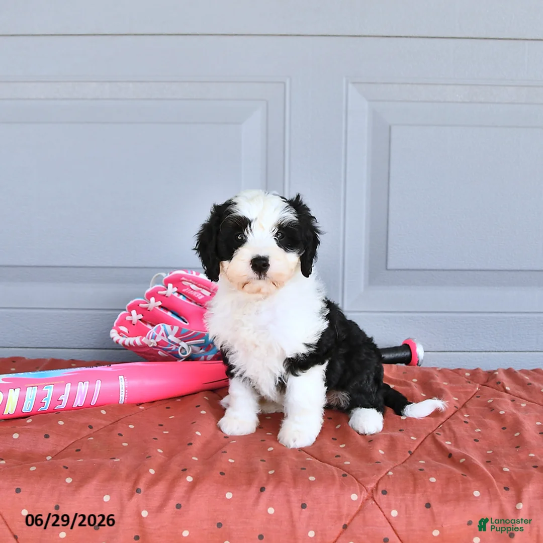 Mixed Breed dogs for sale: Pinklady - Ad 1