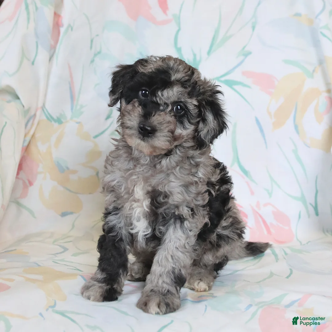 Miniature Poodle dogs for sale: Rascal - Ad 3
