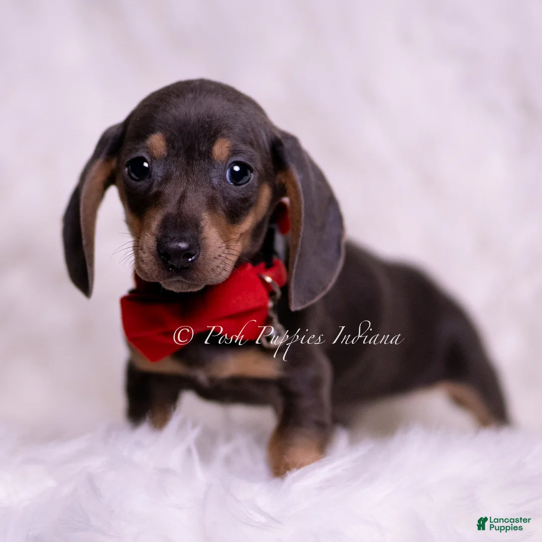 Miniature Dachshund dogs for sale: Theo - Ad 1
