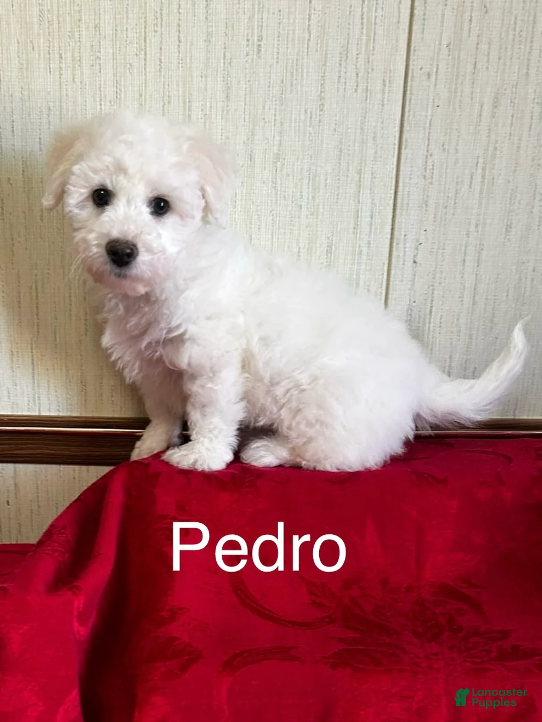 Bichon Frise dogs for sale: Pedro - Ad 2