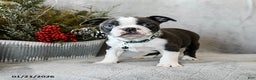 Boston Terrier dogs for sale: Pepper - Ad 3