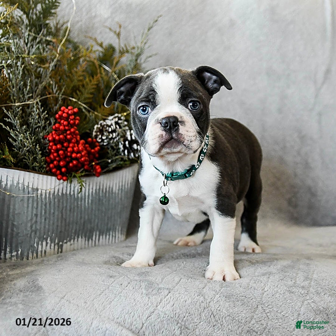 Boston Terrier dogs for sale: Pepper - Ad 3