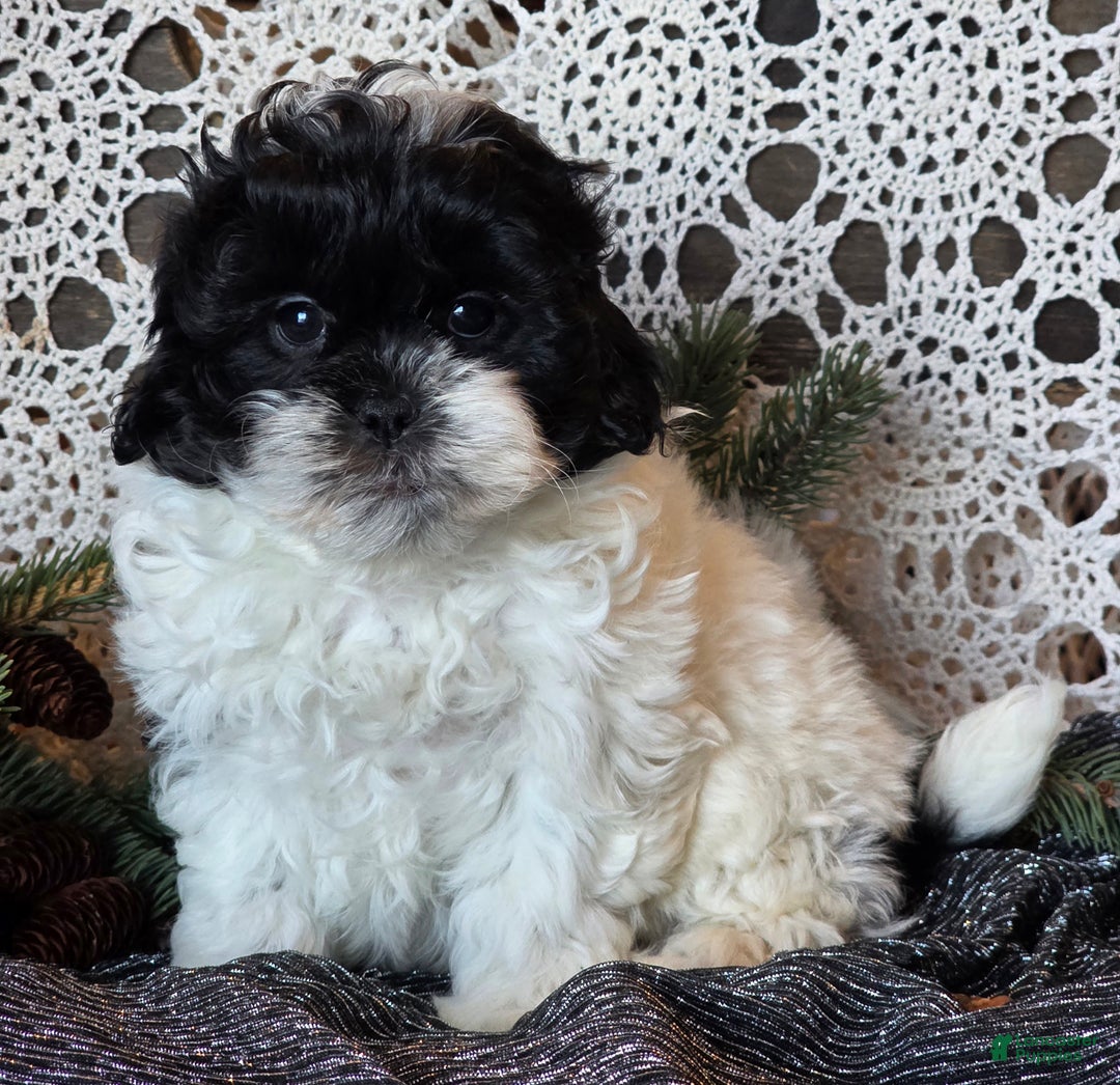 Shihpoo dogs for sale: Jorge - Ad 6