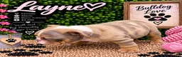 English Bulldog dogs for sale: Layne - Ad 4