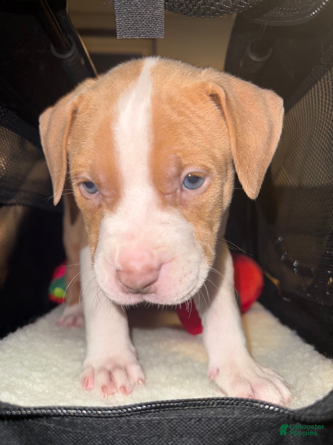 American Bully dogs for sale: Biggie - Ad 7