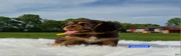 Cavalier King Charles Spaniel dogs for sale: Mason - Ad 7