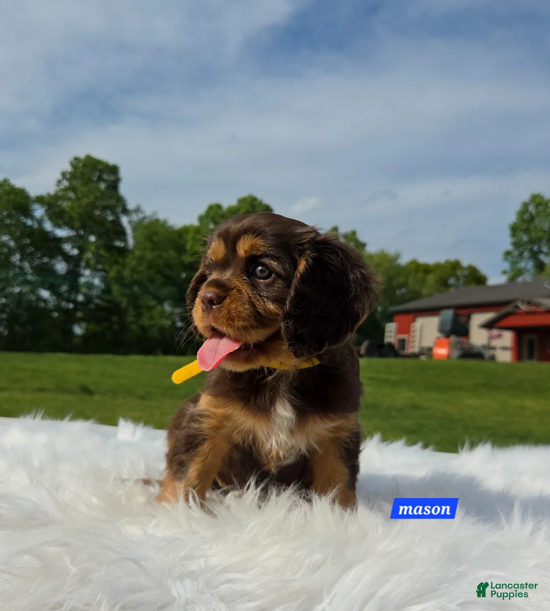 Cavalier King Charles Spaniel dogs for sale: Mason - Ad 7