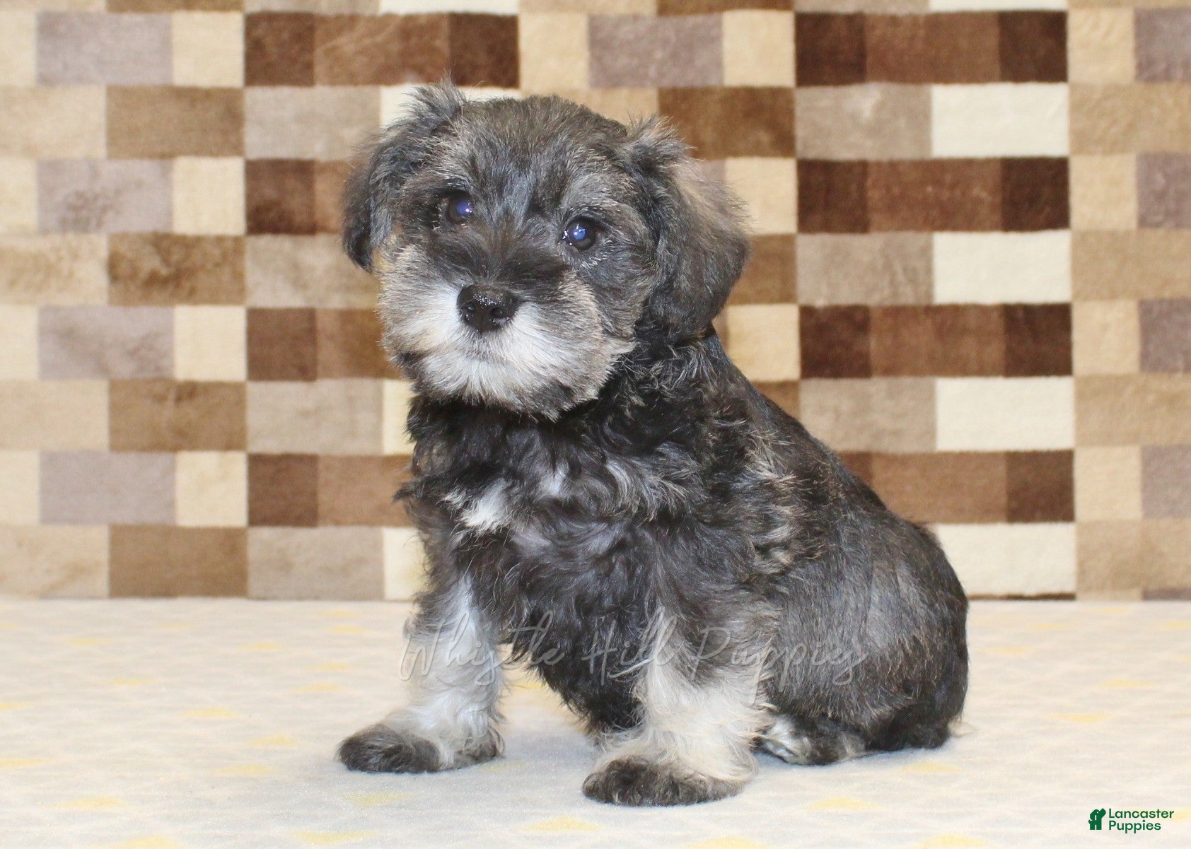 Miniature Schnauzer dogs Tucker - Ad 1