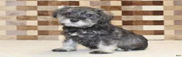 Miniature Schnauzer dogs for sale: Tucker - Ad 1