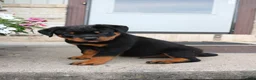 Rottweiler dogs for sale: Rottweiler 3 - Ad 2