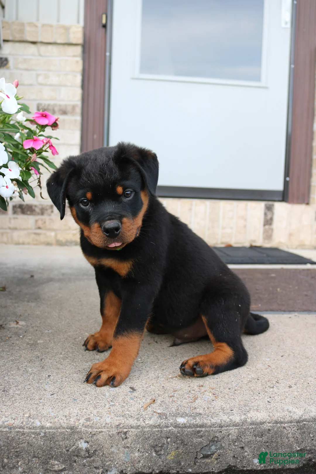 Rottweiler dogs for sale: Rottweiler 3 - Ad 2