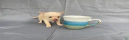 Chihuahua dogs for sale: Milo - Ad 11