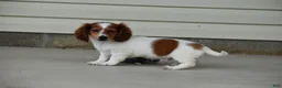 Miniature Dachshund dogs for sale: Cosmo - Ad 5