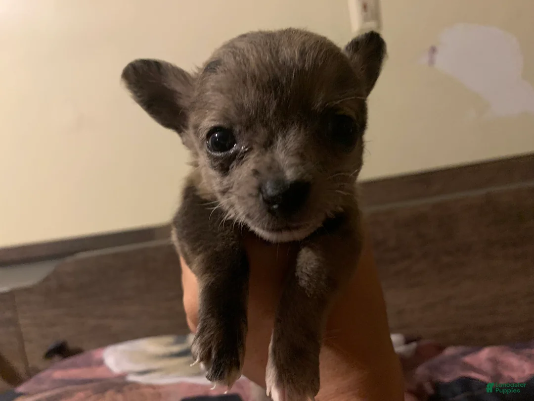 Chihuahua dogs for sale: Chihuahua 1 - Ad 1