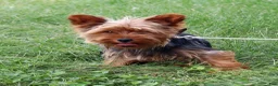Yorkshire Terrier dogs for sale: Java - Ad 6