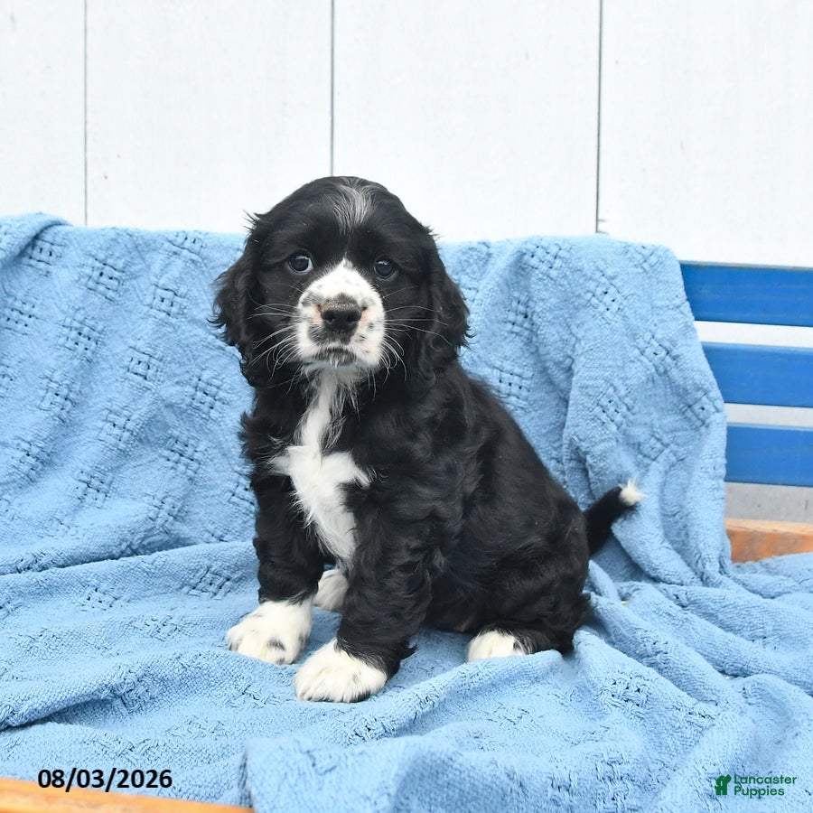 English Cocker Spaniel dogs Sasha - Ad 1
