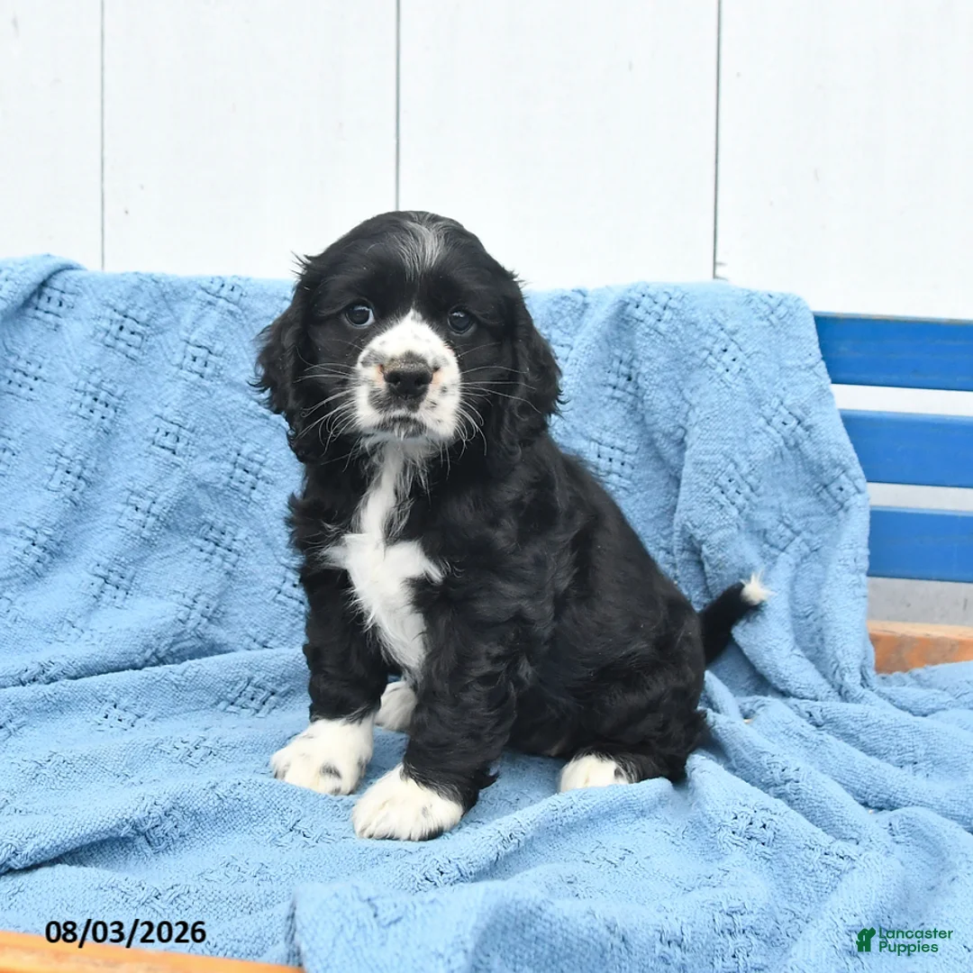 English Cocker Spaniel dogs for sale: Sasha - Ad 1