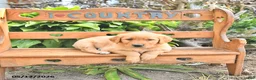 Golden Retriever dogs for sale: Bonnie - Ad 4