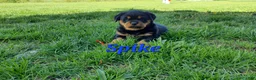 Rottweiler dogs for sale: AKC Spike - Ad 3