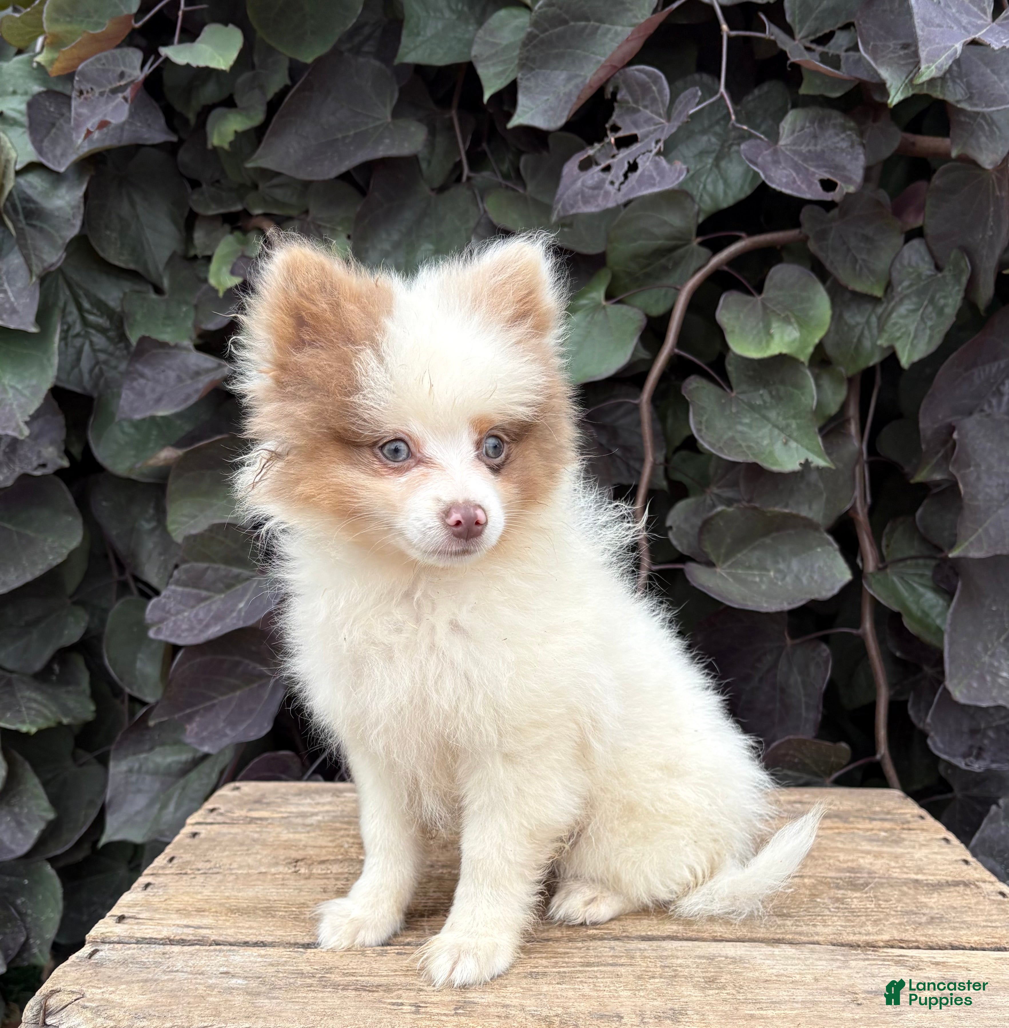 Pomeranian dogs Oliver - Ad 1