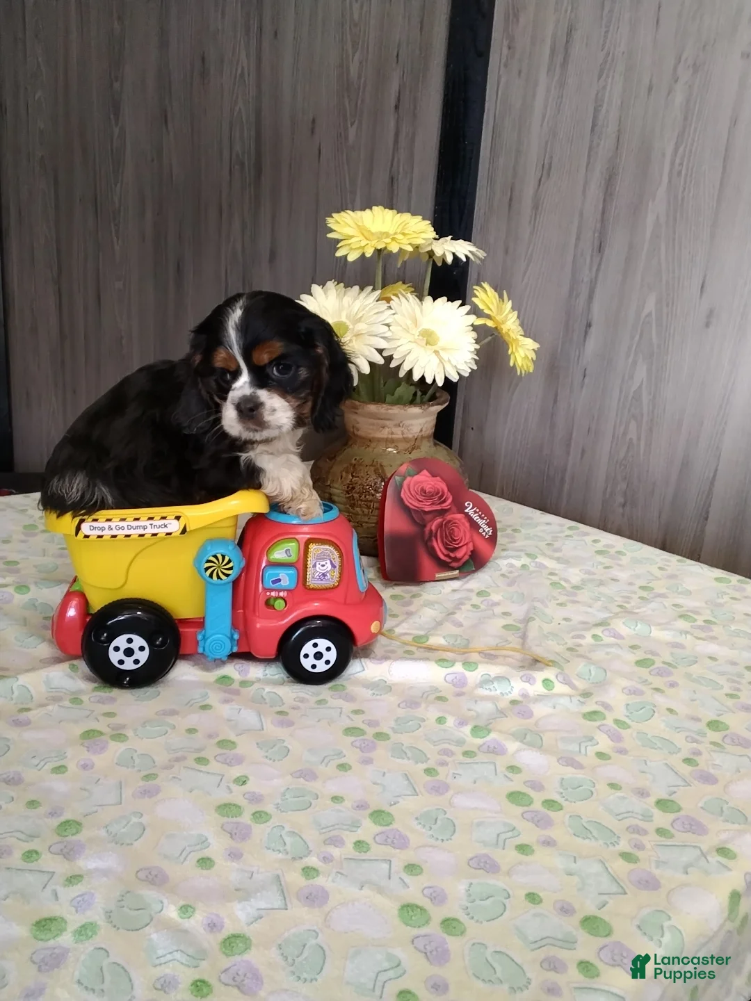 Cocker Spaniel dogs for sale: Dexter - Ad 2