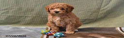 Goldendoodle dogs for sale: Becky - Ad 15