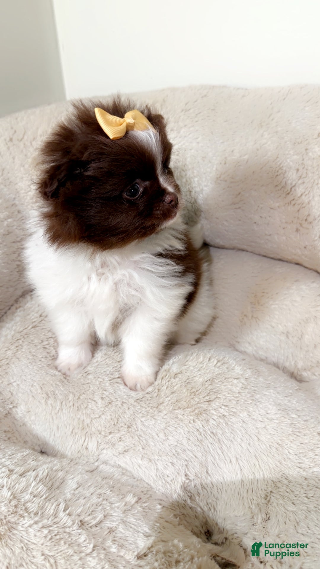 Pomeranian dogs for sale: Willow  - Ad 4