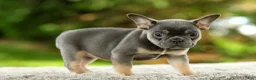 French Bulldog dogs for sale: Fancy - Ad 7
