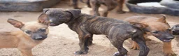 Mixed Breed dogs for sale: Bandogge Blk Brindle F - Ad 4
