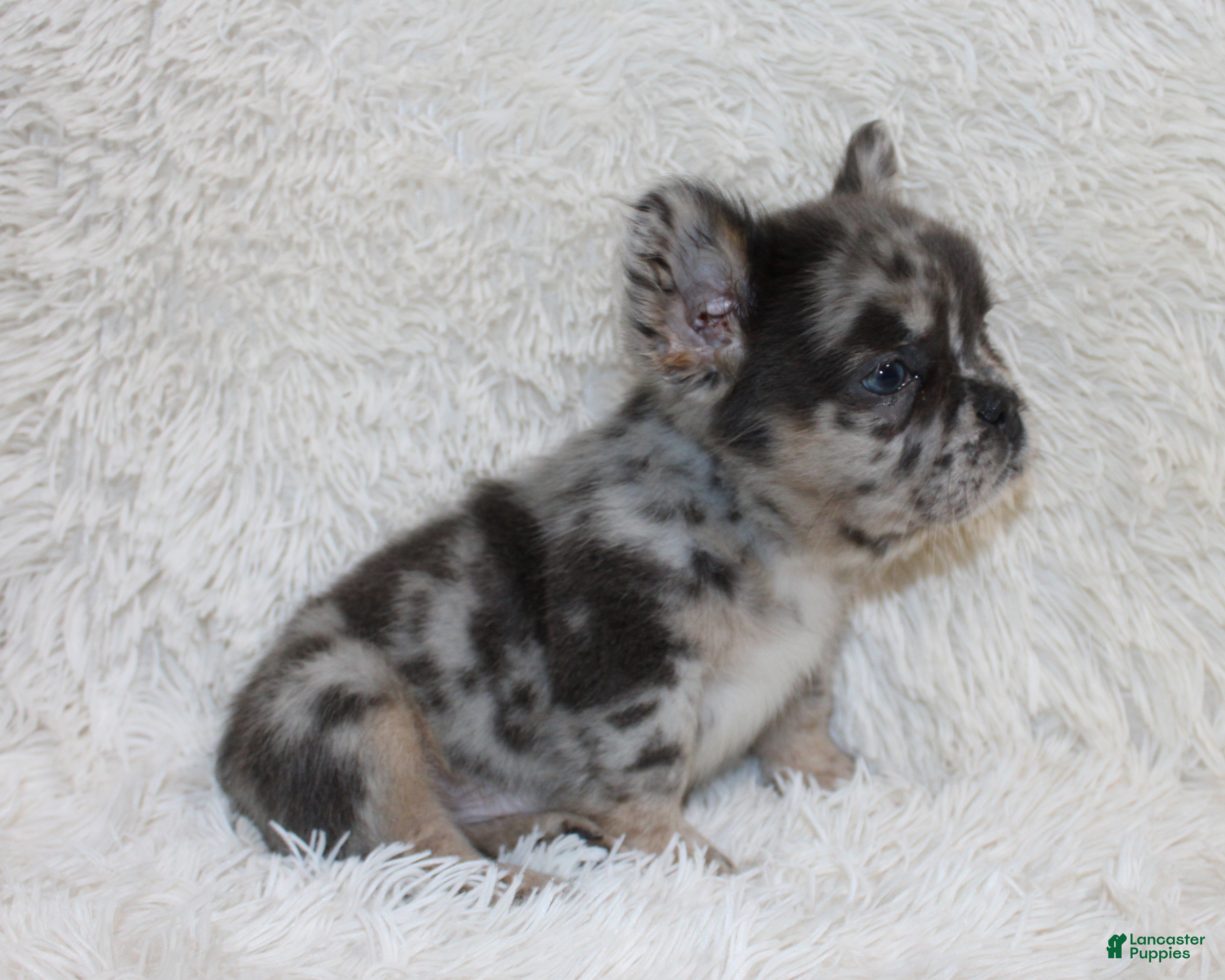 French Bulldog dogs Patrick - Ad 2