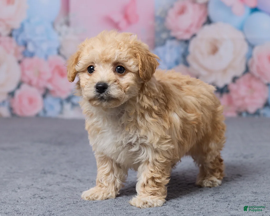 Bichpoo dogs for sale: Tulip - Ad 5