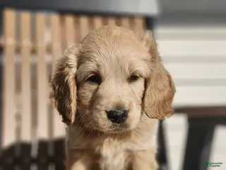 Mixed Breed dogs Cooper - Ad 40